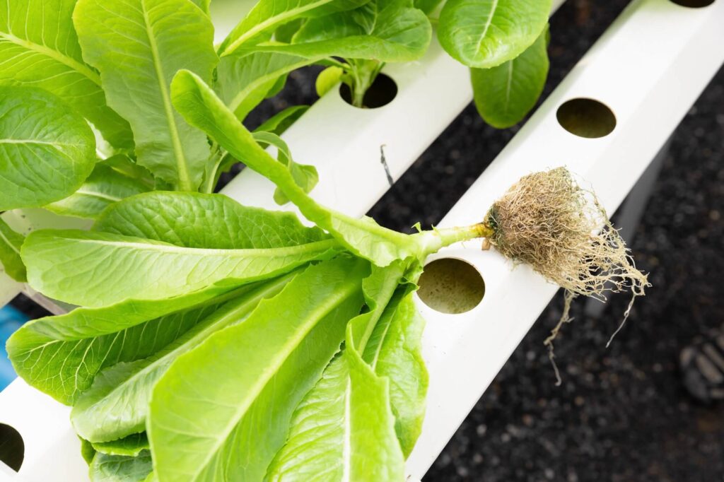 The Role of Agri Consultation in Modern Farming